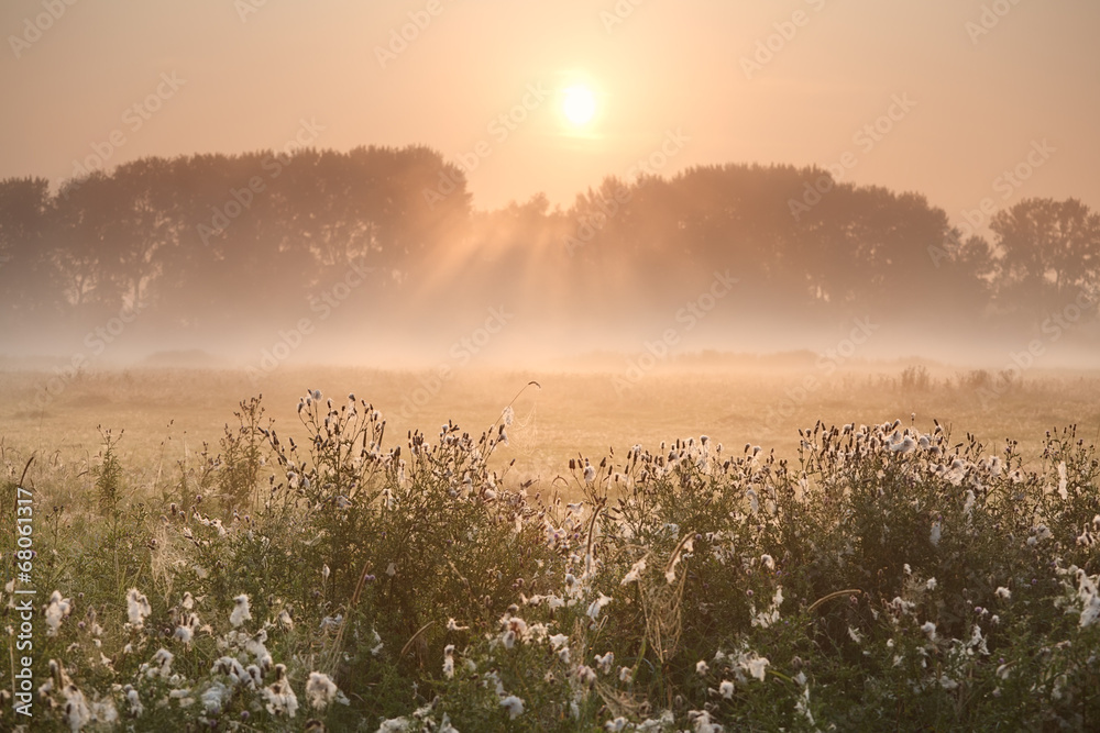 sunbeams over misty meadow