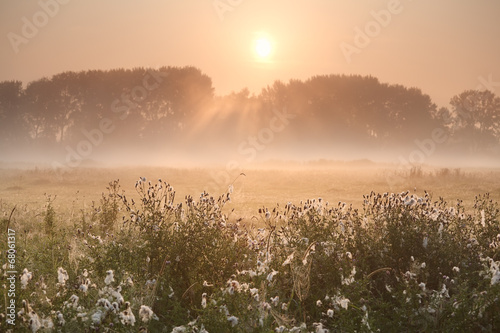 sunbeams over misty meadow