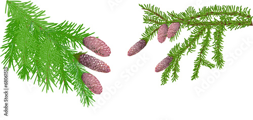 green fir branches with cones on white