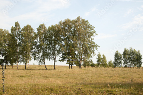 Landscape with birch trees