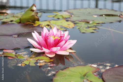 Pink water lily in a pond