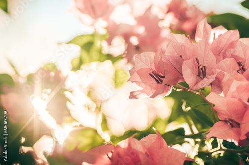 Paper flowers or Bougainvillea vintage