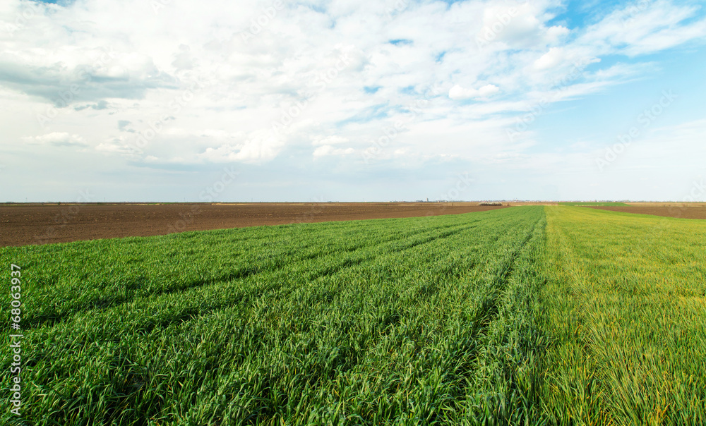 Wheat field ripening at spring over blue sky