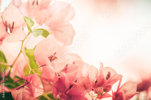Paper flowers or Bougainvillea vintage