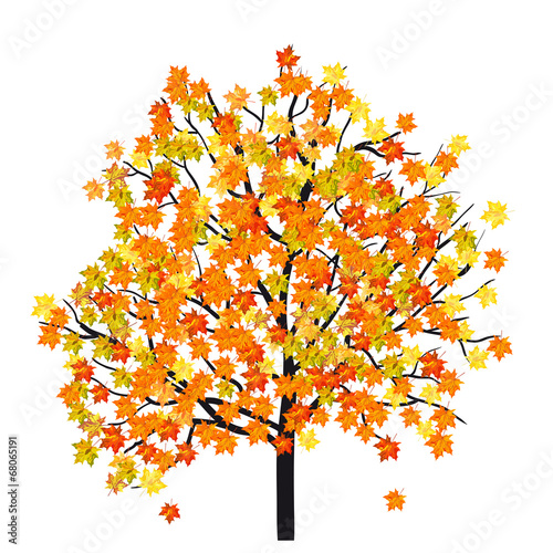 Autumn maple tree