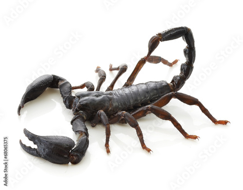 Scorpion of a white background.
