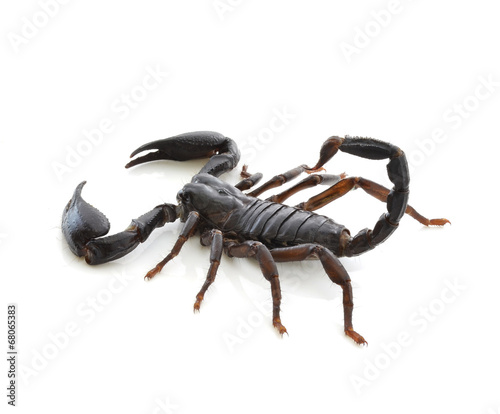 Scorpion of a white background.
