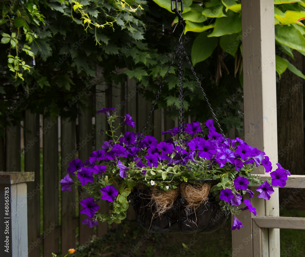 Fototapeta premium Hanging flower basket in backyard