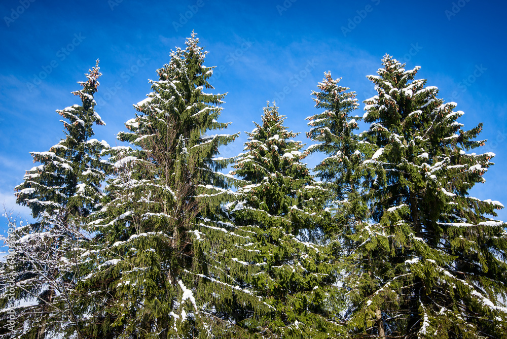 winter mountain landscape