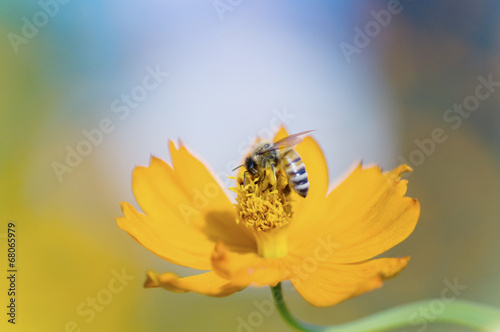 キバナコスモスと蜜蜂　ミツバチ