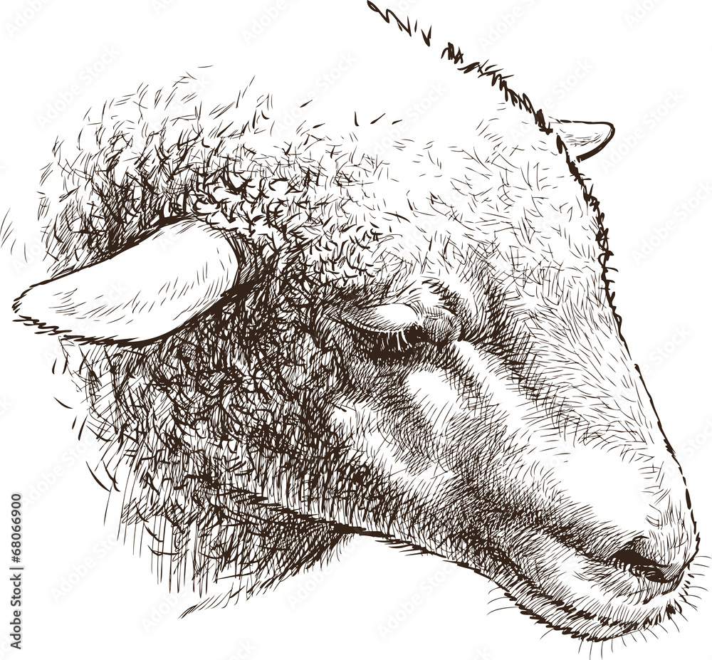 Obraz premium head of sheep