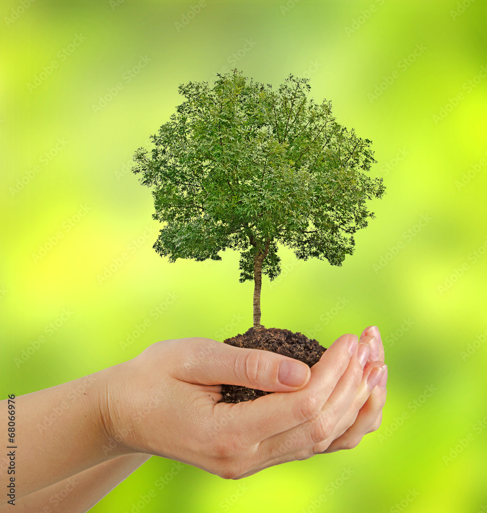 Tree in hands Tree in hands