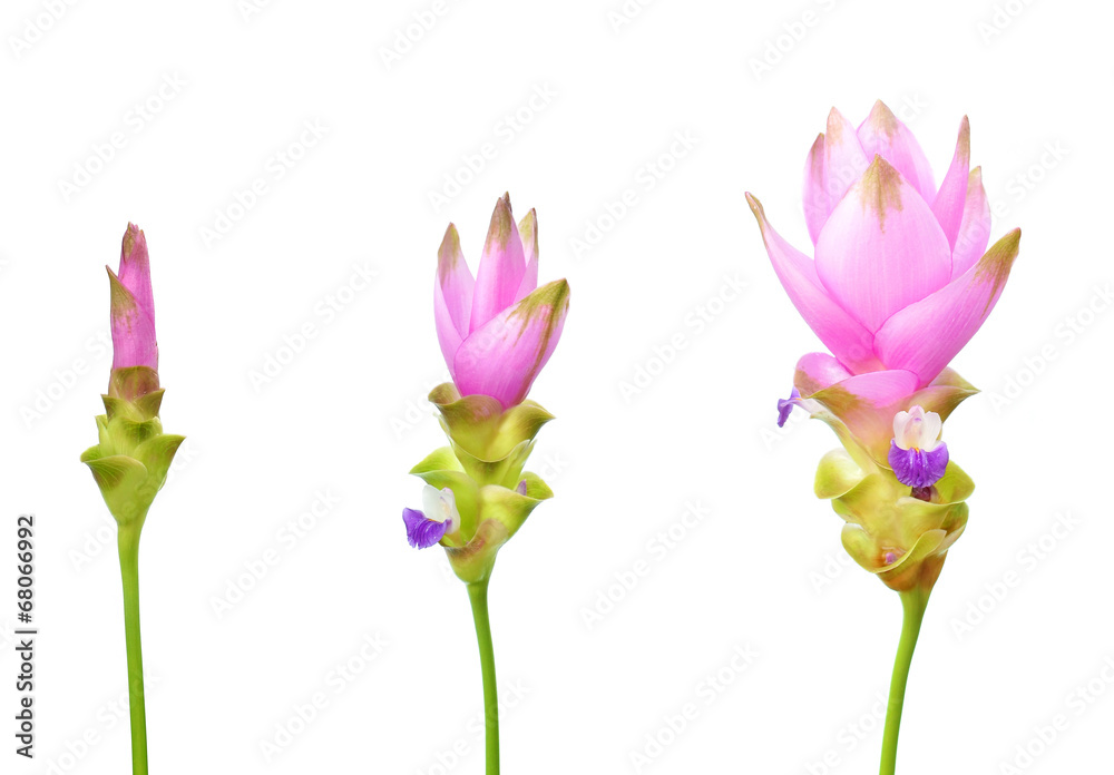 Purple siam tulip flowers isolated on white background