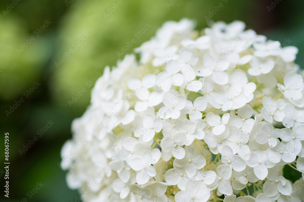 Obraz premium A white hydrangea