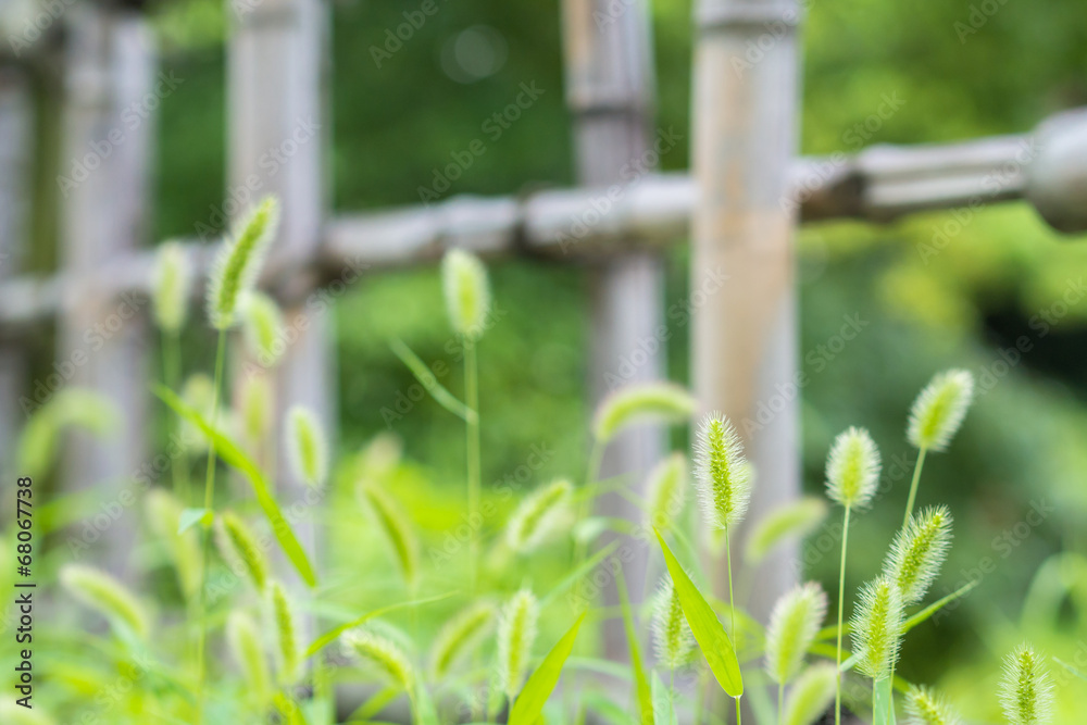 Bamboo fence and green bristlegrass