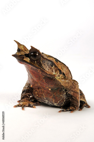 Zipfelkrötenfrosch - Megophrys nasuta