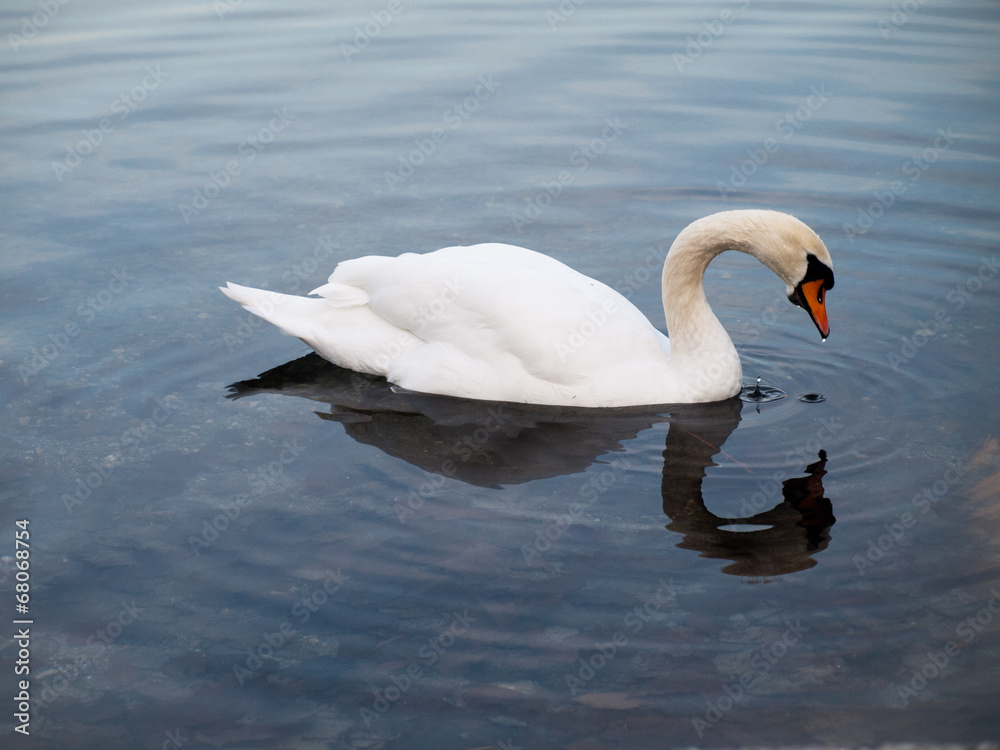 Fototapeta premium swan in the water
