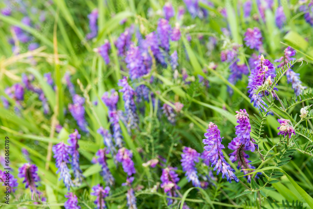 Fototapeta premium Flowering Cow Vetch from close