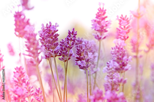 Fototapeta Naklejka Na Ścianę i Meble -  Beautiful lavender