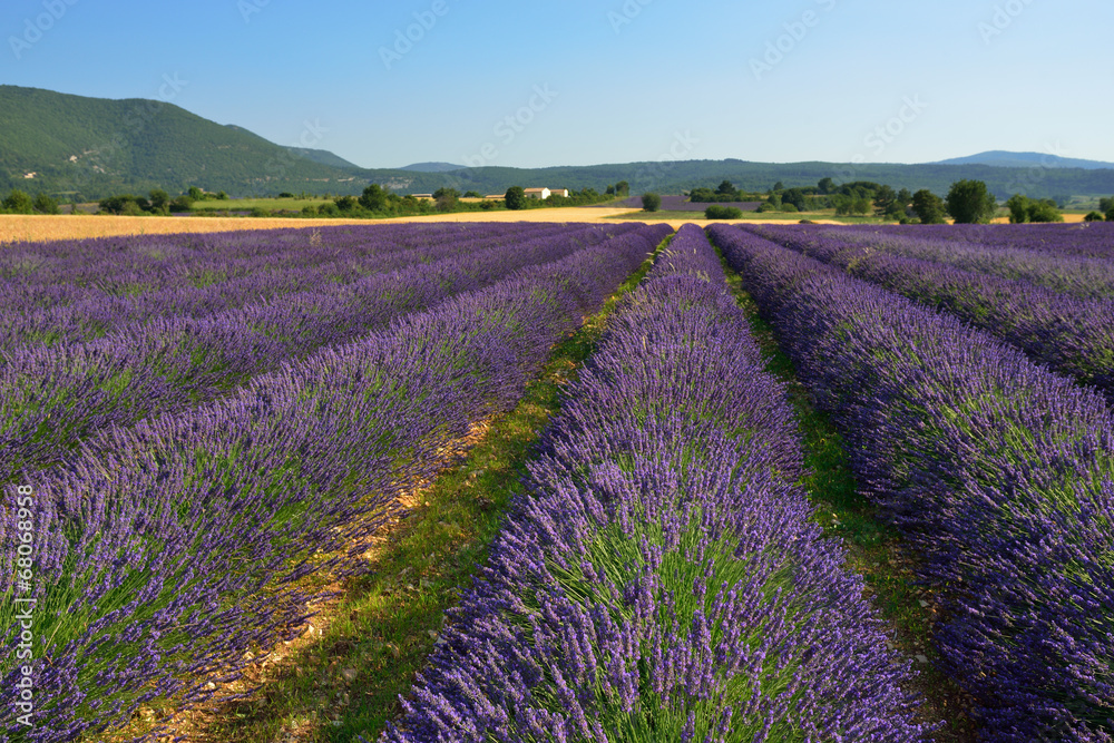 Fototapeta premium Lavender field