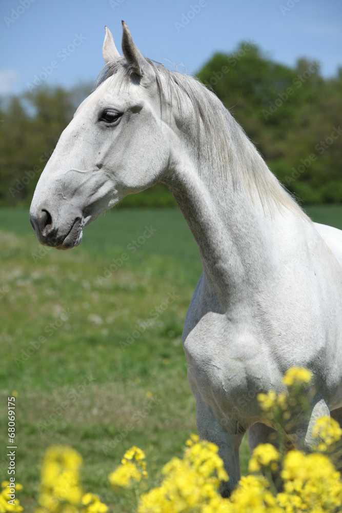 Gorgeous white lipizzaner with yellow flowers Gorgeous white lipizzaner with yellow flowers