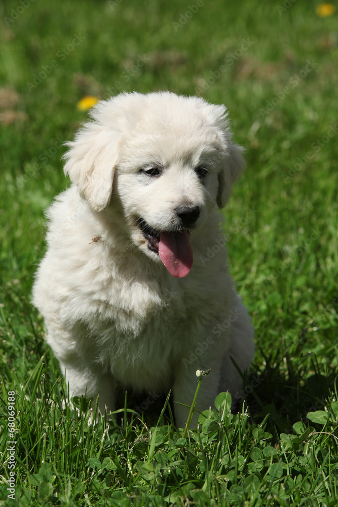 Nice puppy of Slovakian chuvach in the grass Nice puppy of Slovakian chuvach in the grass