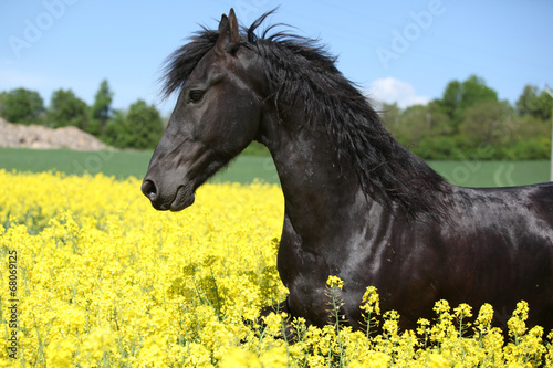 Fototapeta Naklejka Na Ścianę i Meble -  Amazing friesian horse running in colza field