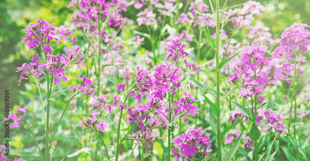 Obraz premium Shrub of willow-herb