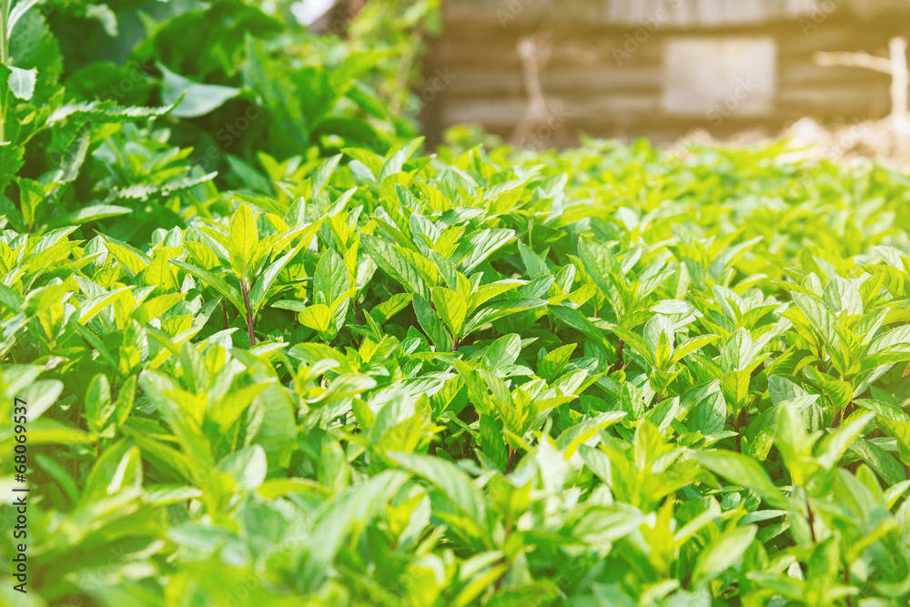 Fototapeta premium Shrub of mint herb