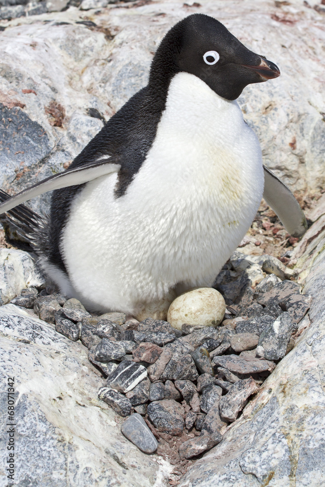 Fototapeta premium female Adelie penguin sitting on eggs in the nest among the rock