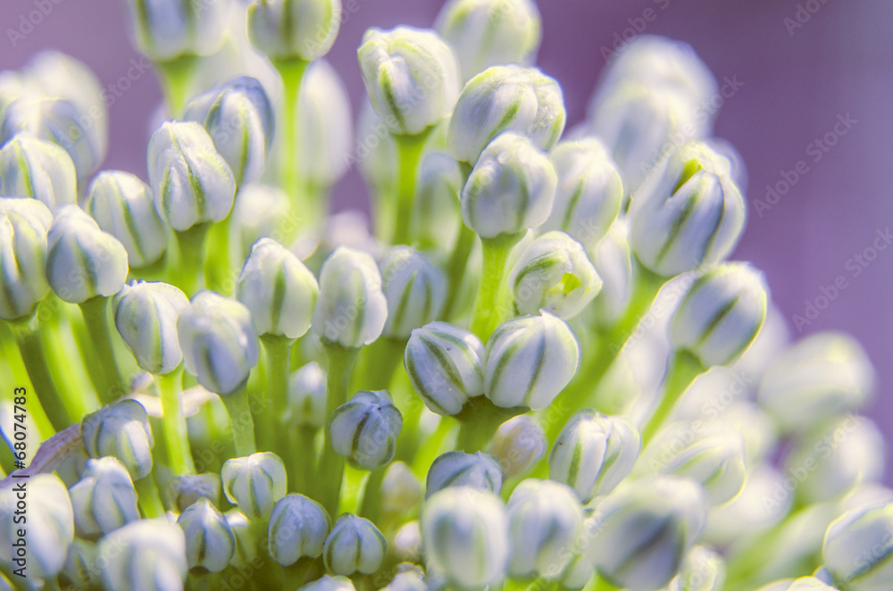 Fototapeta premium Buds of white spring flowers