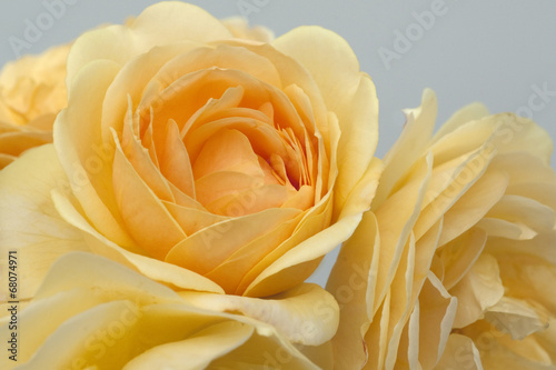 Englische  Rose  David  Austin  Strauchrose  Blume  Rosa 