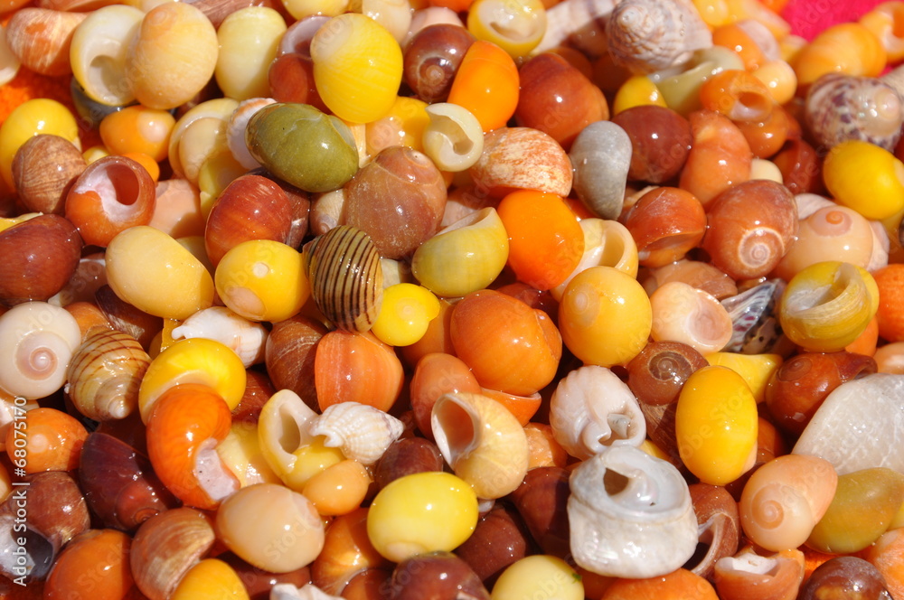 Muscheln Muscheln