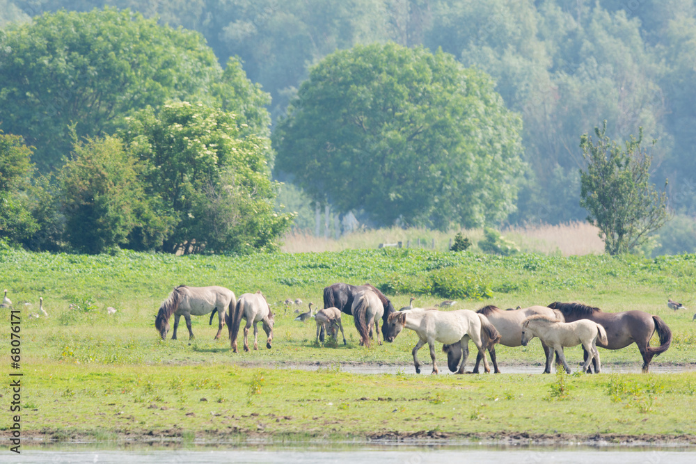 Obraz premium Konik horses
