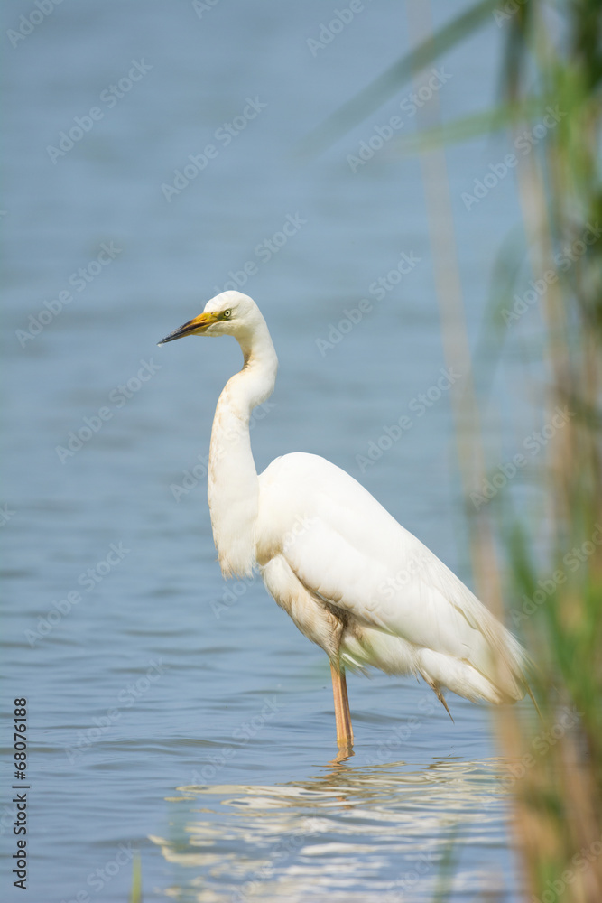 Great Egret Great Egret