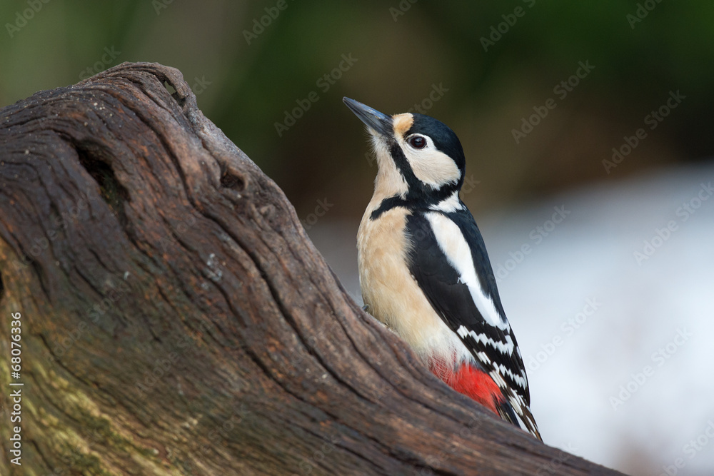 Great Spotted Woodpecker