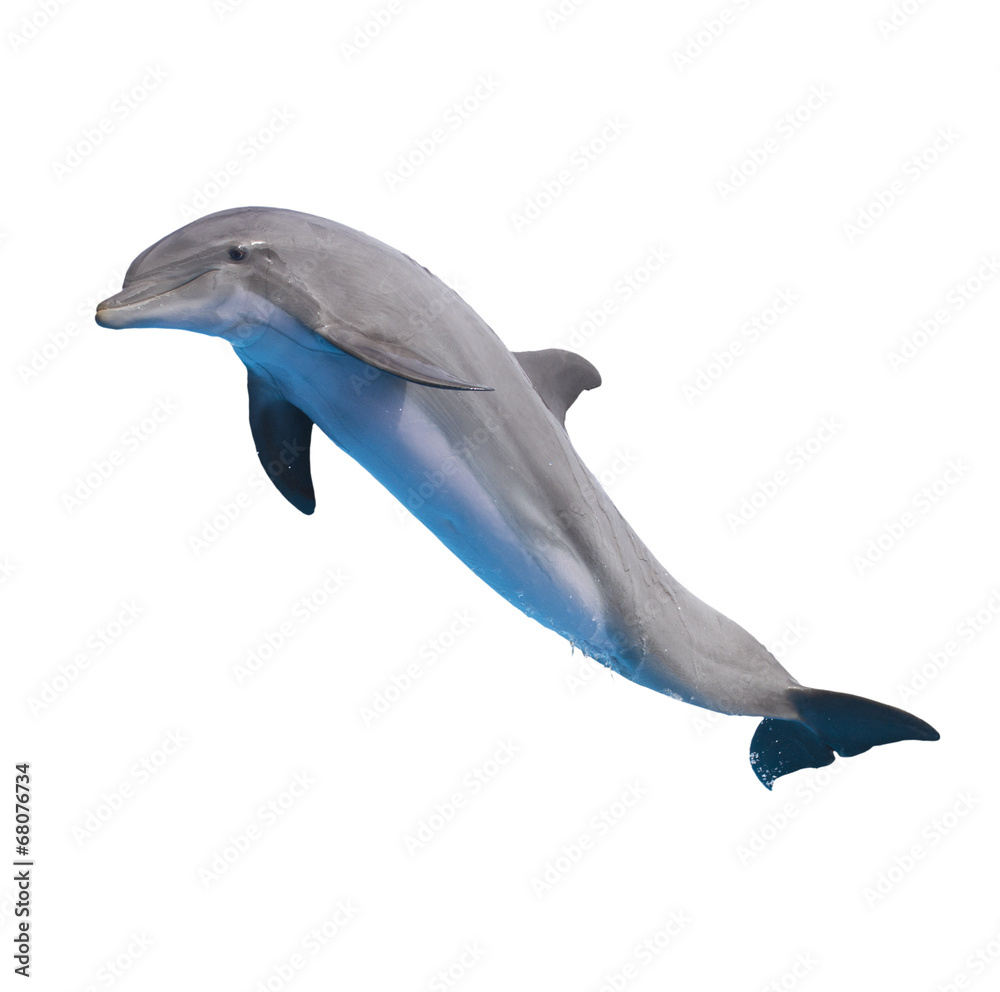 Naklejka premium jumping dolphin on white
