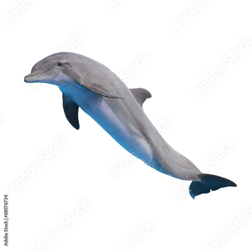 Fototapeta jumping dolphin on white
