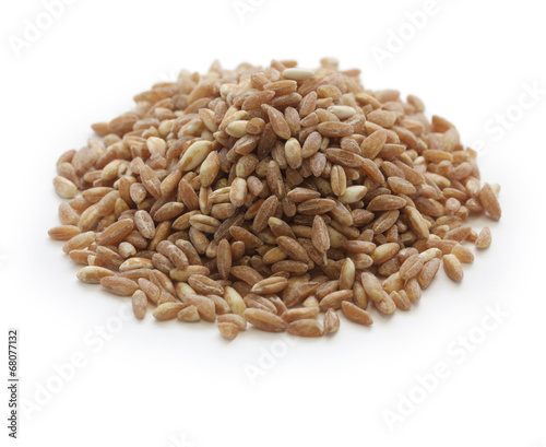 spelt, farro, primitive wheat