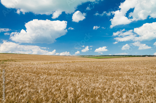 wheat land background