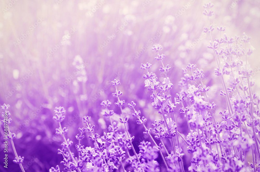 Fototapeta premium Lavender Mood