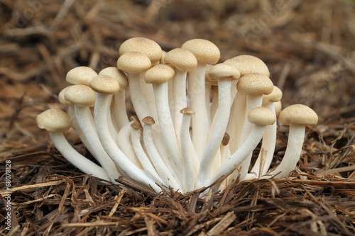 Hon-shimeji mushroom