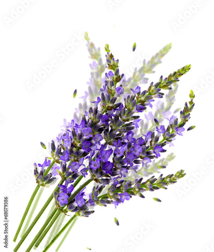 fresh lavender flowers over white with blurred effect