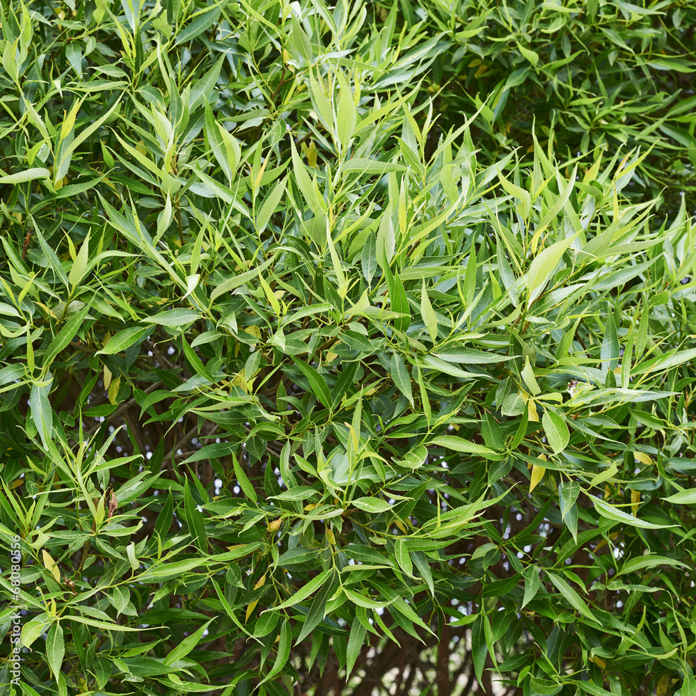 Fototapeta premium Outdoor shot of a green leaves