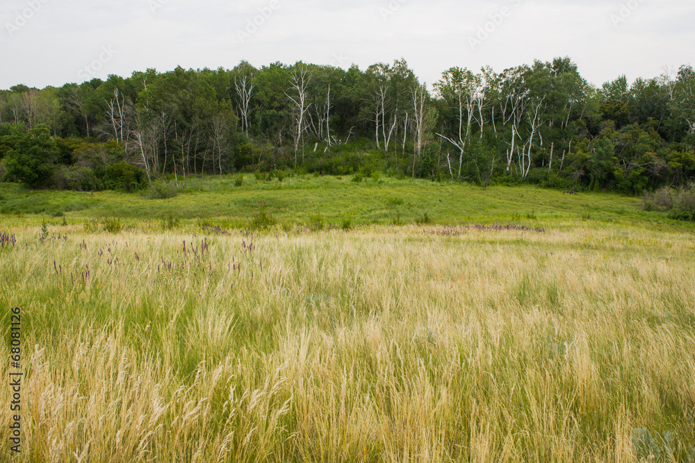 Fototapeta premium field of spring grass and forest