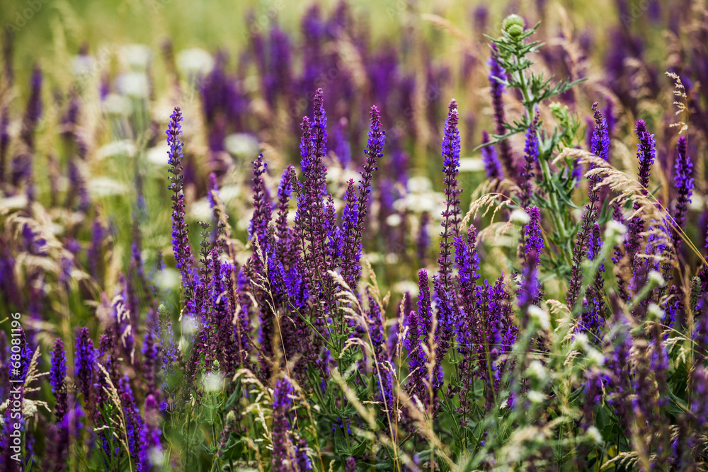 Obraz premium purple lavender flowers in the field