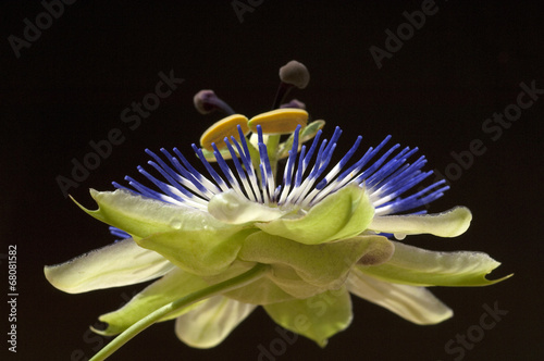 Passionsblume; Passiflora, caerulea; photo