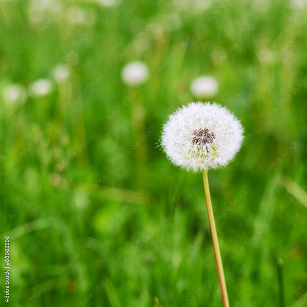 Dandelion flower against the green background Dandelion flower against the green background