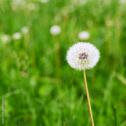 Dandelion flower against the green background