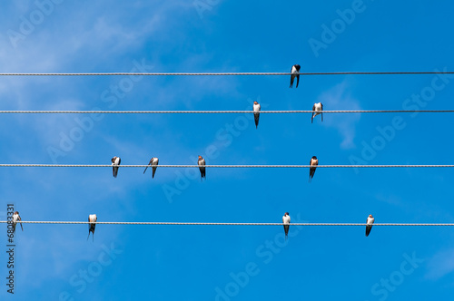 Swallows on wires under a blue sky